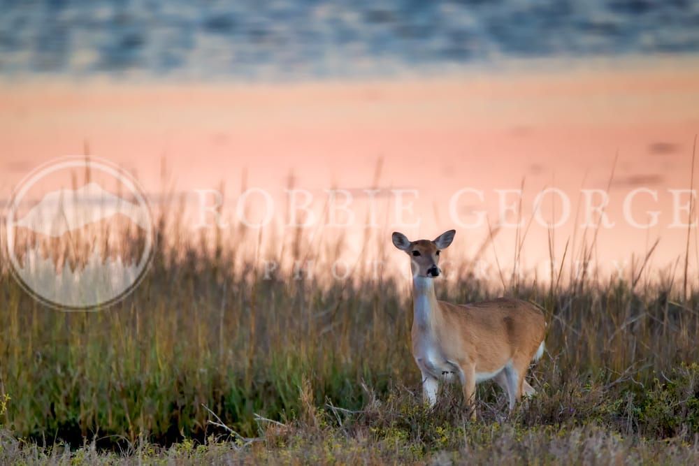 'Elevate Your Essence' - Whitetail Deer in Texas | Robbie George Photography.