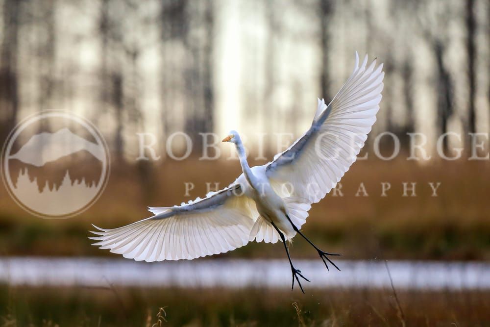 Purity and Freedom: White Egret in Flight – Robbie George Photography