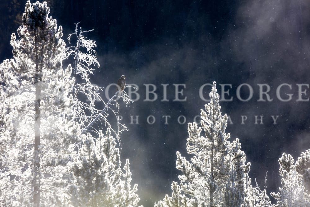 'Yodel Of Winter' - Immature Bald Eagle in Wyoming | Robbie George Photography.