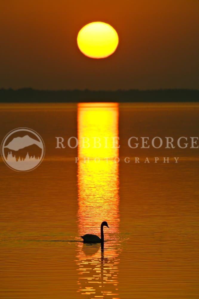 Tundra Swan - Elegant Wildlife Photography by Robbie George