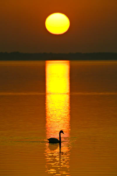 Tundra Swan - Elegant Wildlife Photography by Robbie George