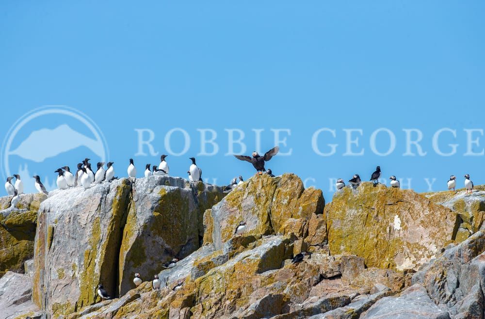 Rare Tufted Puffin Amongst Atlantic Seabirds on Machias Seal Island: A Unique Wildlife Encounter