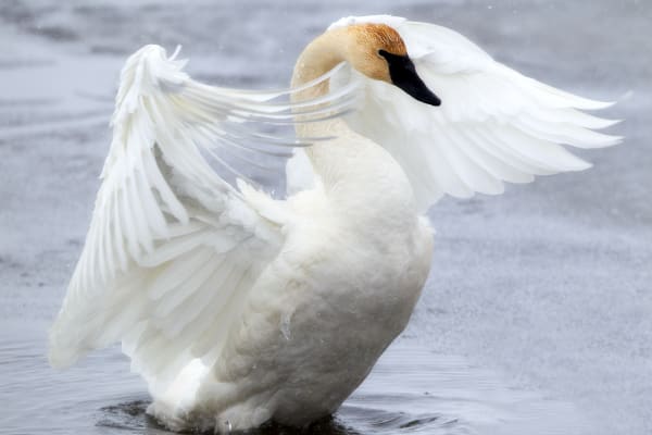 Heavenly Wings - Trumpeter Swan in Wyoming | Robbie George Photography