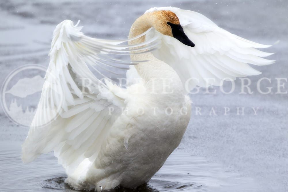 Heavenly Wings - Trumpeter Swan in Wyoming | Robbie George Photography