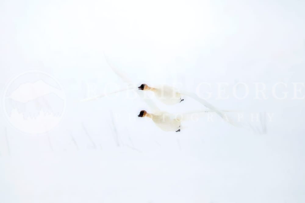 Snowflakes On My Shoulders - Trumpeter Swans in Wyoming | Robbie George Photography