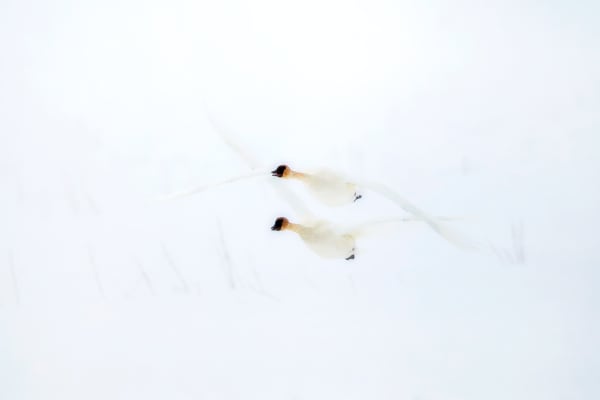 Snowflakes On My Shoulders - Trumpeter Swans in Wyoming | Robbie George Photography
