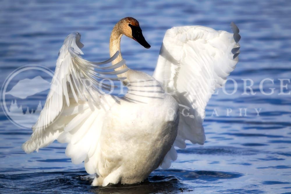 Trumpeter Swan Wings - Captivating Wildlife Photography