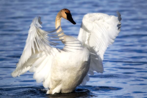 Trumpeter Swan Wings - Captivating Wildlife Photography