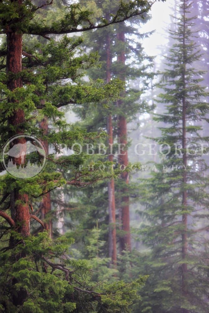 Pine Trees - Serene Forest Landscape by Robbie George