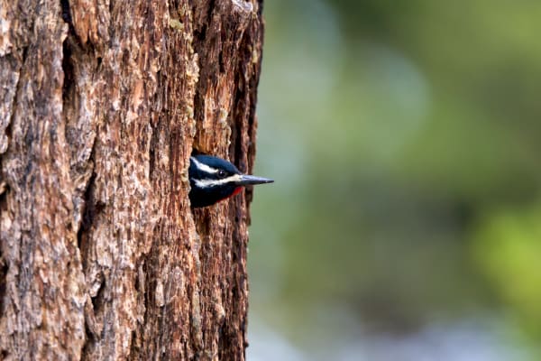 'Earthly House' - Yellow-Bellied Sapsucker Photograph | Robbie George Photography.