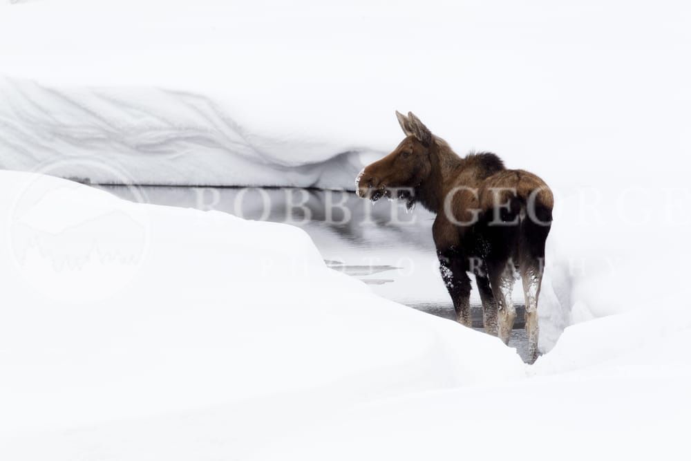 Moose in the Rocky Mountains - Stunning Wildlife Photo | Robbie George Photography.