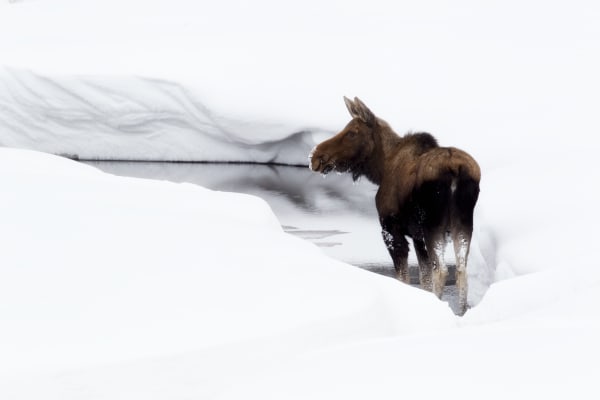 Moose in the Rocky Mountains - Stunning Wildlife Photo | Robbie George Photography.