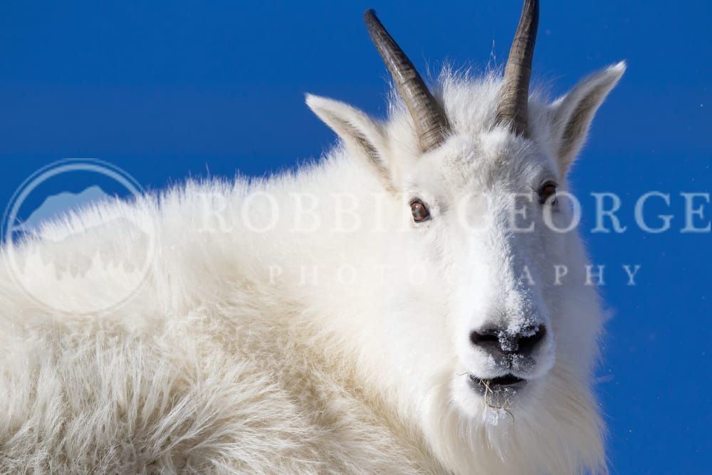 Mountain Goat in the Rockies - 'Glacier Milk' Photo by Robbie George