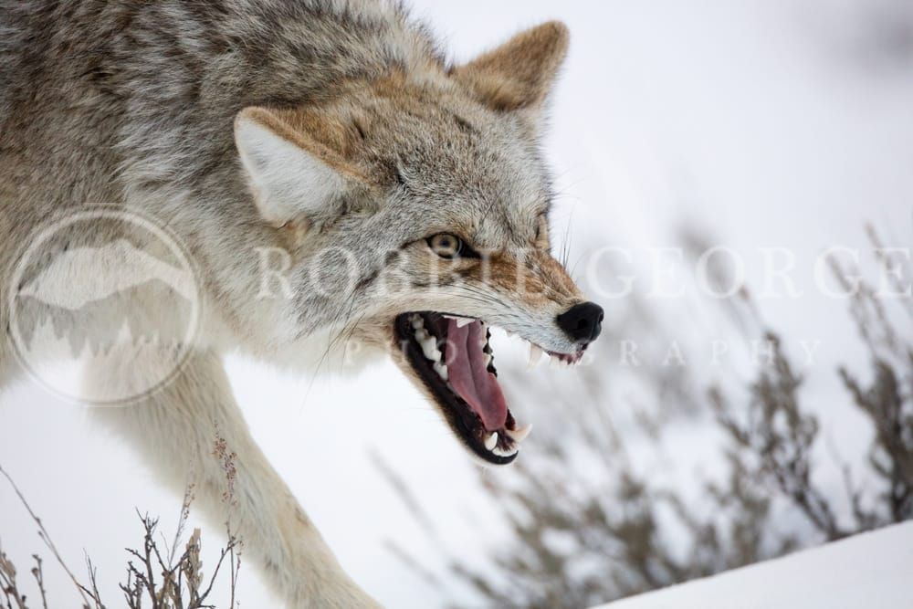 Coyote In Winter - Captivating Wildlife Photography by Robbie George