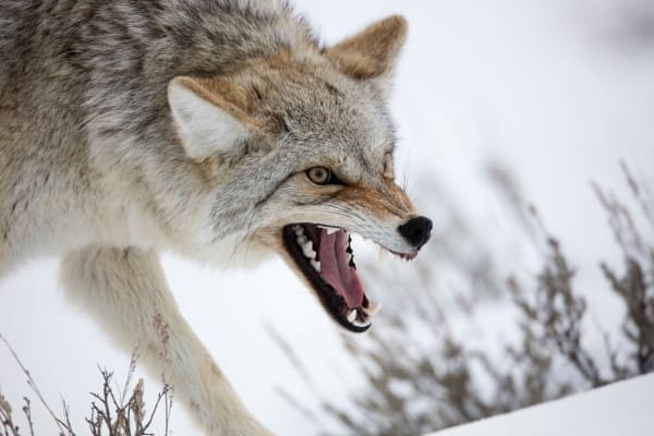 Coyote In Winter - Captivating Wildlife Photography by Robbie George