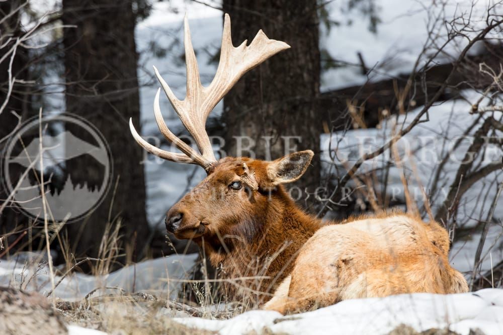 Unique Rocky Mountain Moose - 'One Majestic Paddle' by Robbie George Photography