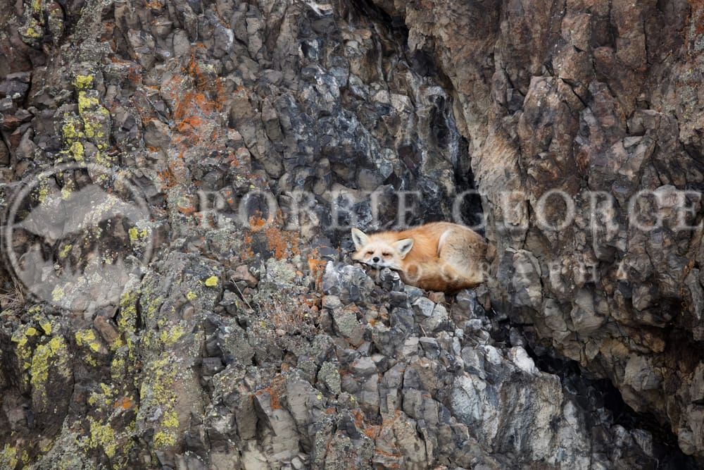 Liberation From Time - Red Fox in the Rocky Mountains | Robbie George Photography