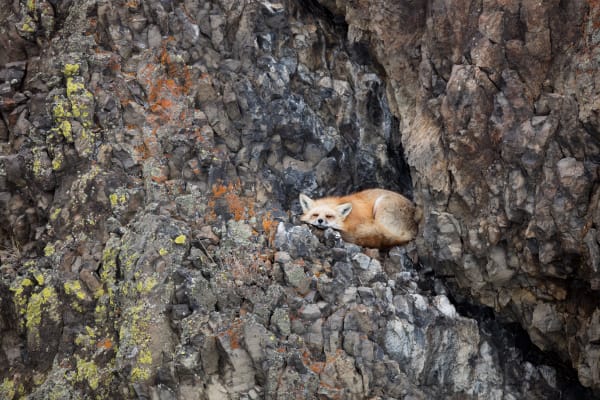 Liberation From Time - Red Fox in the Rocky Mountains | Robbie George Photography