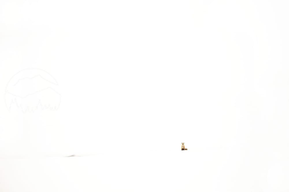 Red Fox In Snow - Captivating Wildlife Photography by Robbie George
