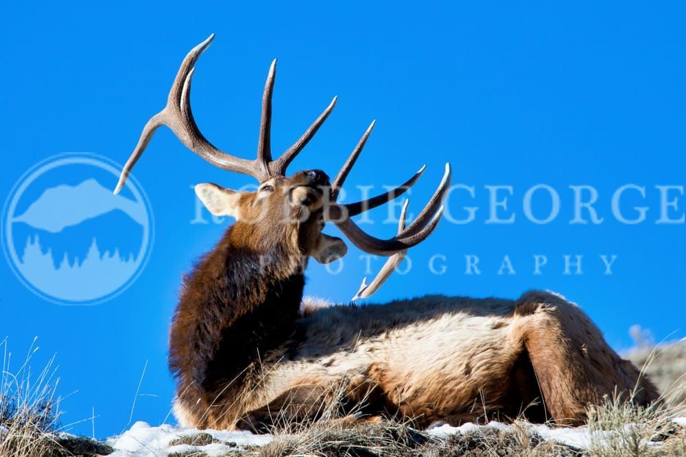 'Elk Antlers' - Majestic Bull Elk Photograph | Robbie George Photography.