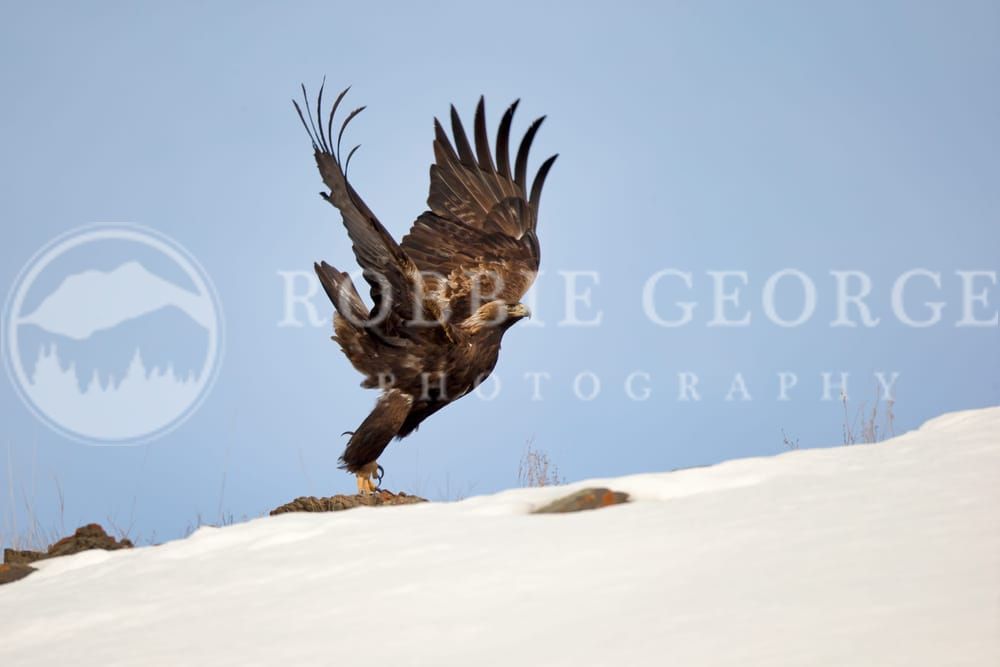 Highest Good: Golden Eagle Taking Flight by Robbie George | Nature Photography