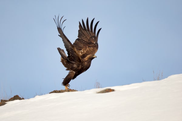 Highest Good: Golden Eagle Taking Flight by Robbie George | Nature Photography