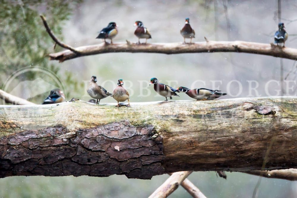 Fabric Of Nature - Wood Ducks in North Carolina | Robbie George Photography.