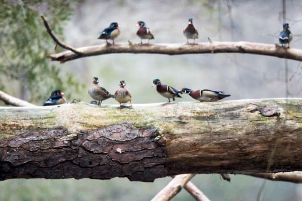 Fabric Of Nature - Wood Ducks in North Carolina | Robbie George Photography.