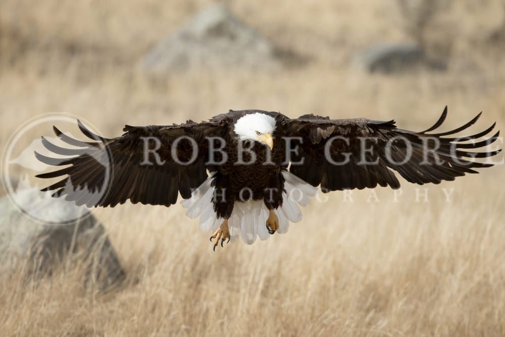 Perfect Faith - Majestic American Bald Eagle Photography by Robbie George