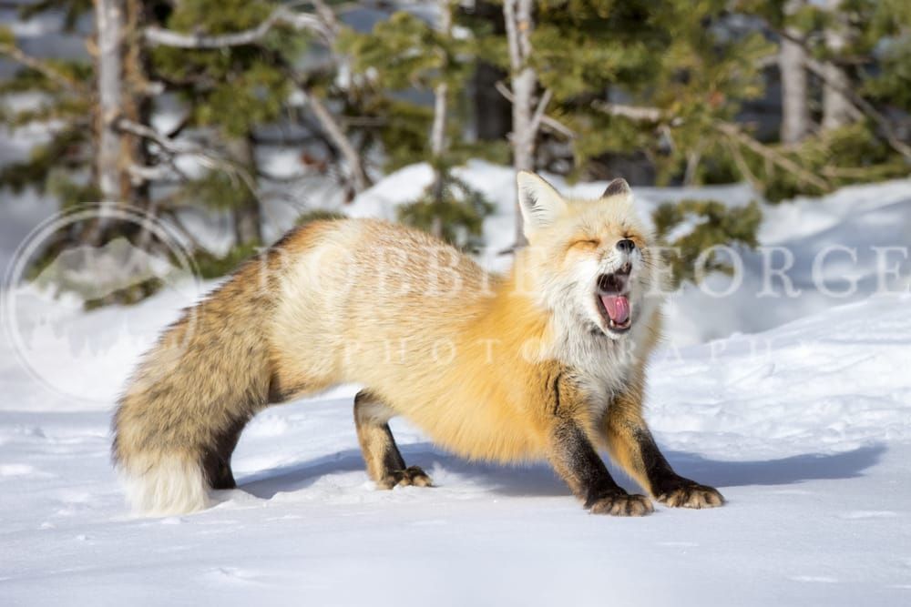 Patience - Captivating Red Fox Wildlife Photography by Robbie George
