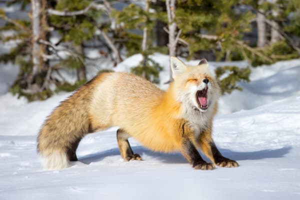 Patience - Captivating Red Fox Wildlife Photography by Robbie George