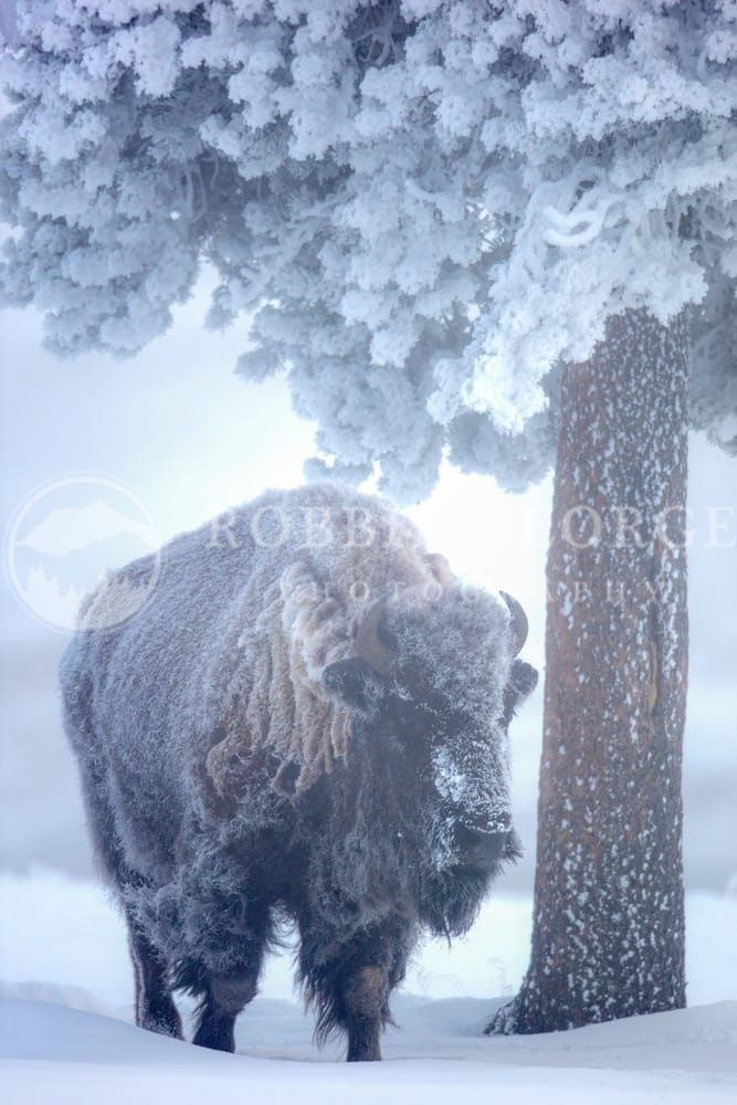 Yellowstone Buffalo in Winter - 'Ancient Sacrifices' Photo by Robbie George