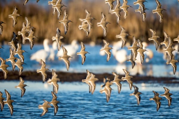 'Catch The Wild Air' - Sandpiper Flight Photograph | Robbie George Photography.