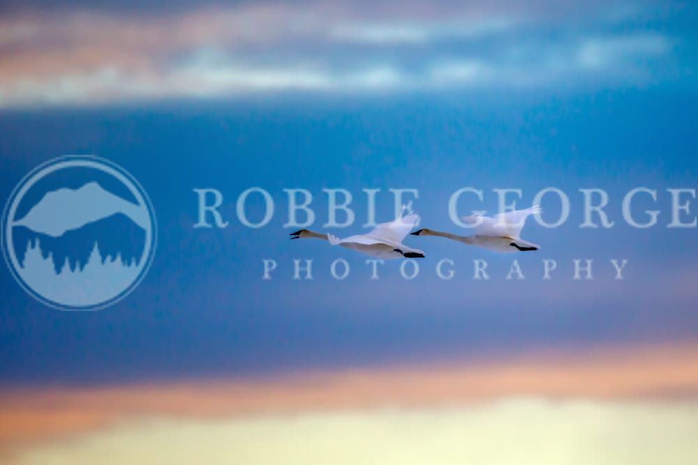 'Yodel Of A Swan' - Trumpeter Swans in Flight | Robbie George Photography.