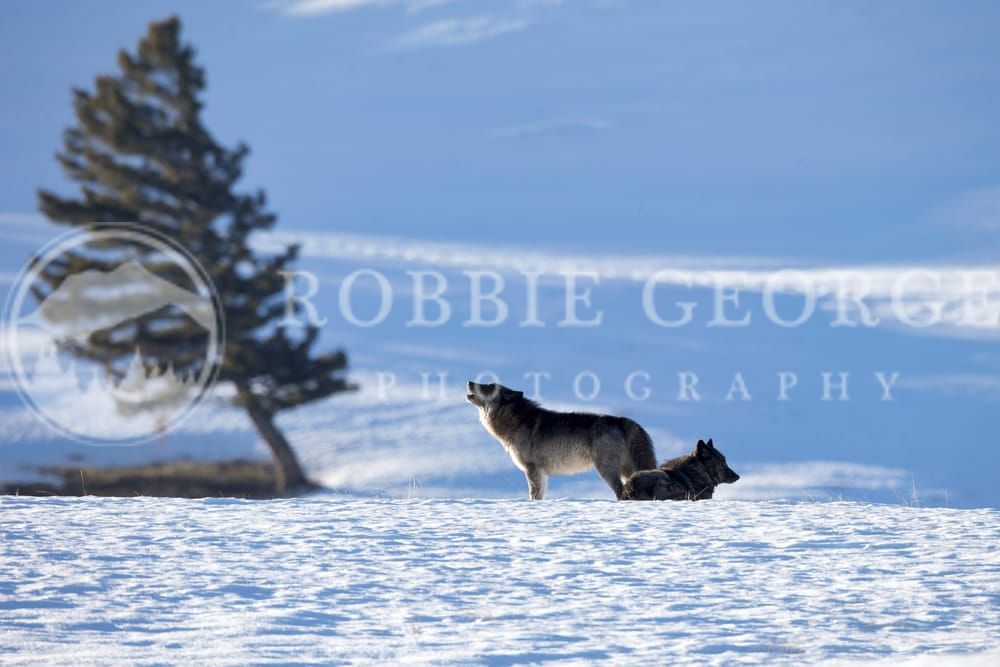 Ignite Your Wildness - Wild Wolf in Wyoming | Robbie George Photography