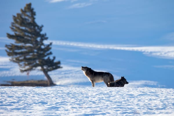 Ignite Your Wildness - Wild Wolf in Wyoming | Robbie George Photography