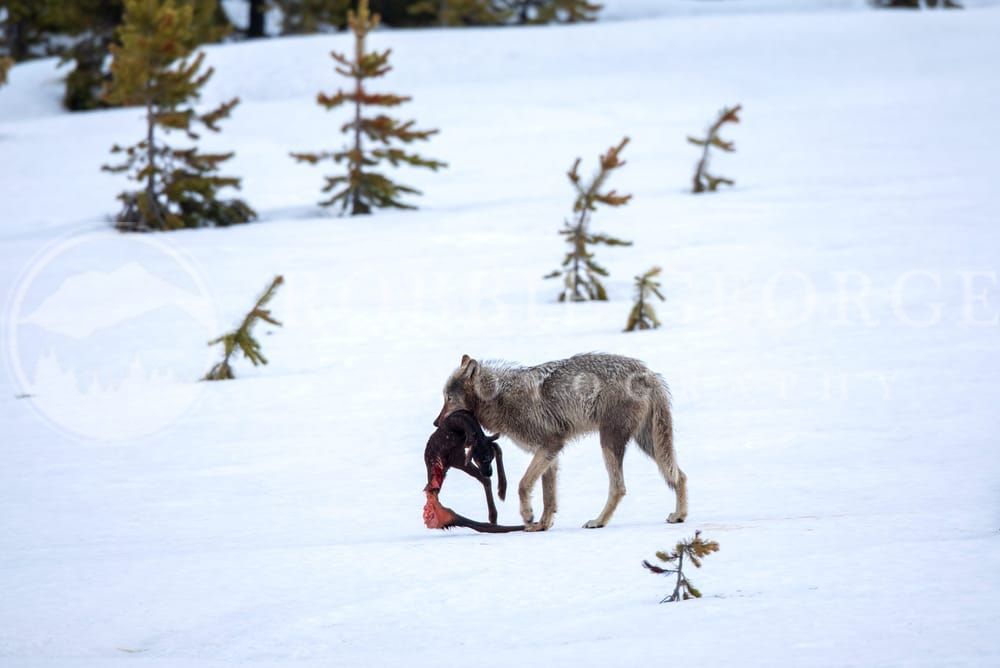 Grey Wolf and Elk Calf in Snow - Captivating Wildlife Photography by Robbie George
