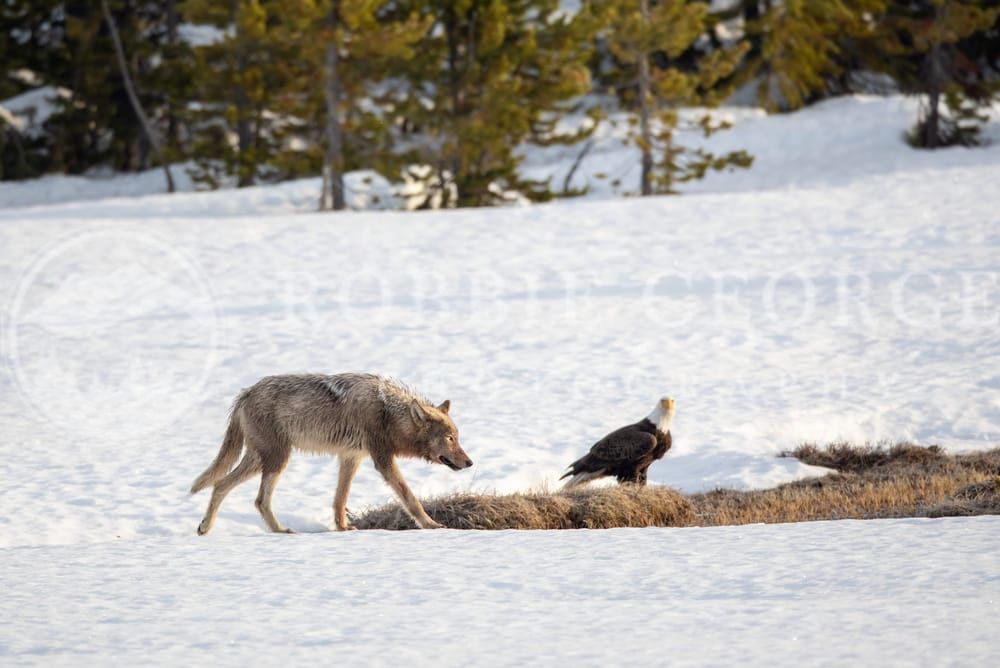 Grey Wolf and Bald Eagle in Winter - 'Tapestry of The Wild' by Robbie George Photography