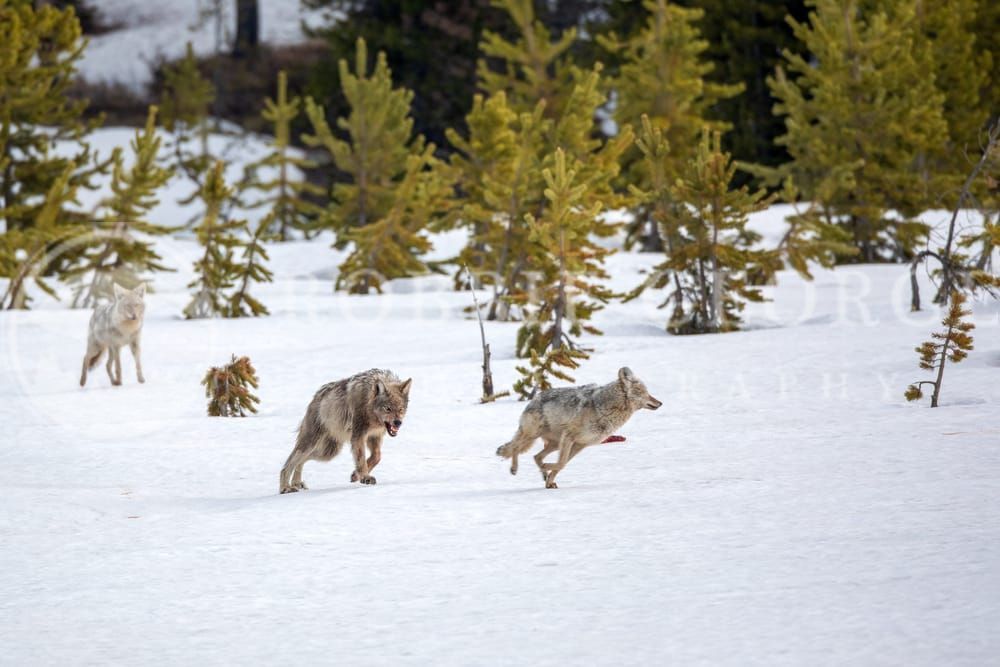 Grey Wolf and Coyote in the Rocky Mountains - Wildlife Print
