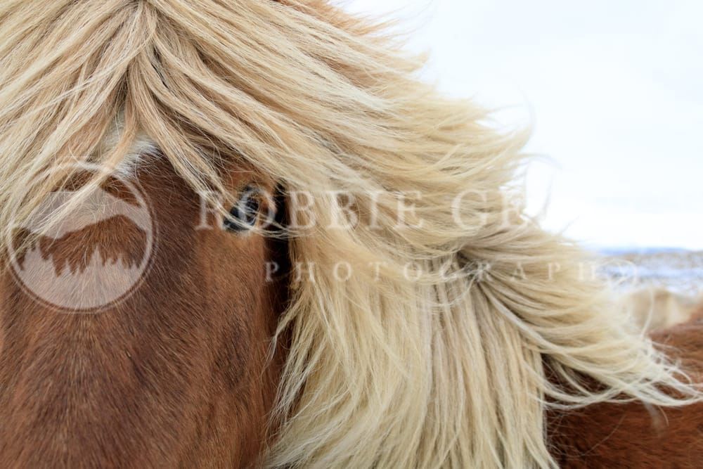 Icelandic Horse in Winter Wonderland: Arctic Elegance