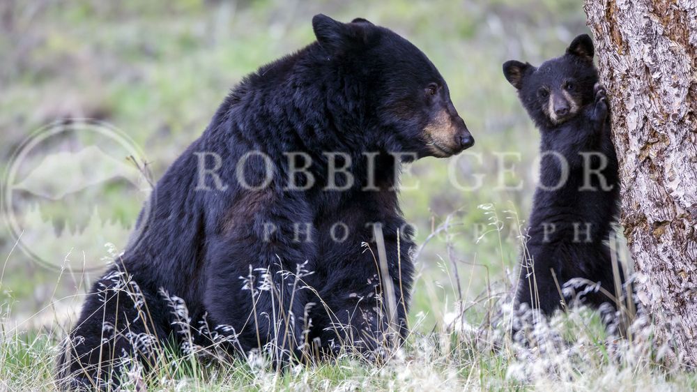 'Bravest Journey' - Captivating Nature Photography by Robbie