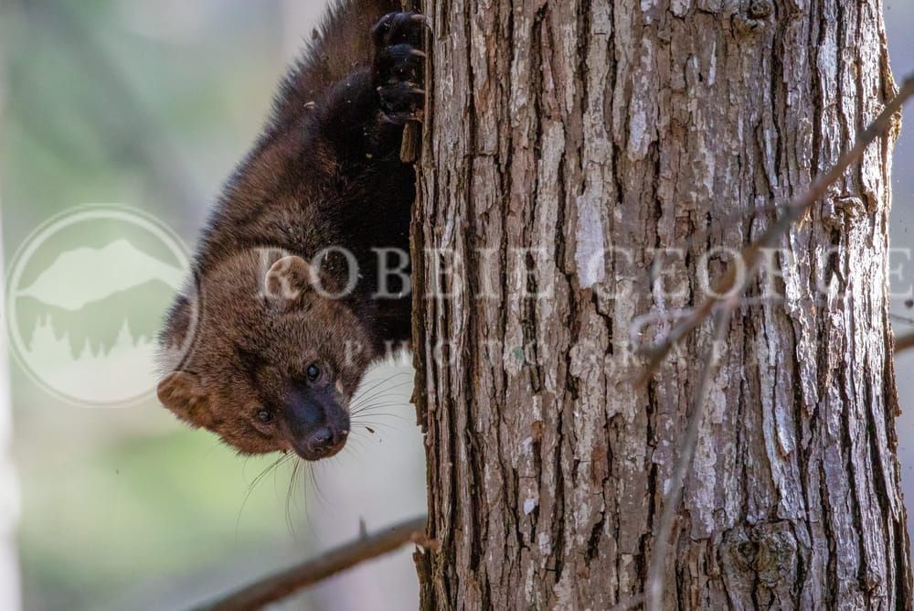 Emerald Heart Of The Forest - Fisher Cat in Natural Habitat by Robbie George Photography