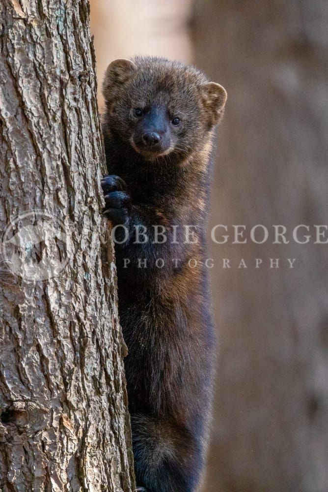 Whispering Woods - Captivating Fisher Wildlife Photography by Robbie George
