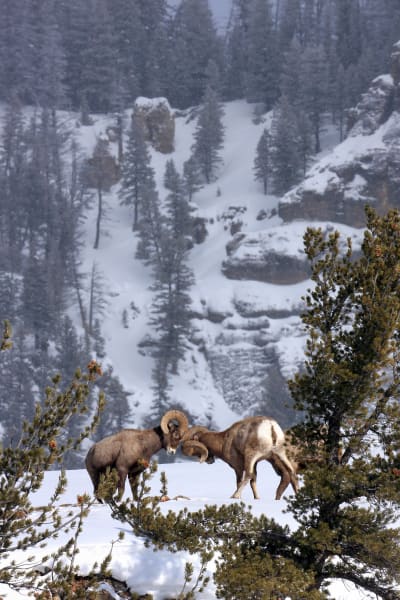 'Ancient Language Of Bones' - Bighorn Sheep Butting Heads | Robbie George Photography.
