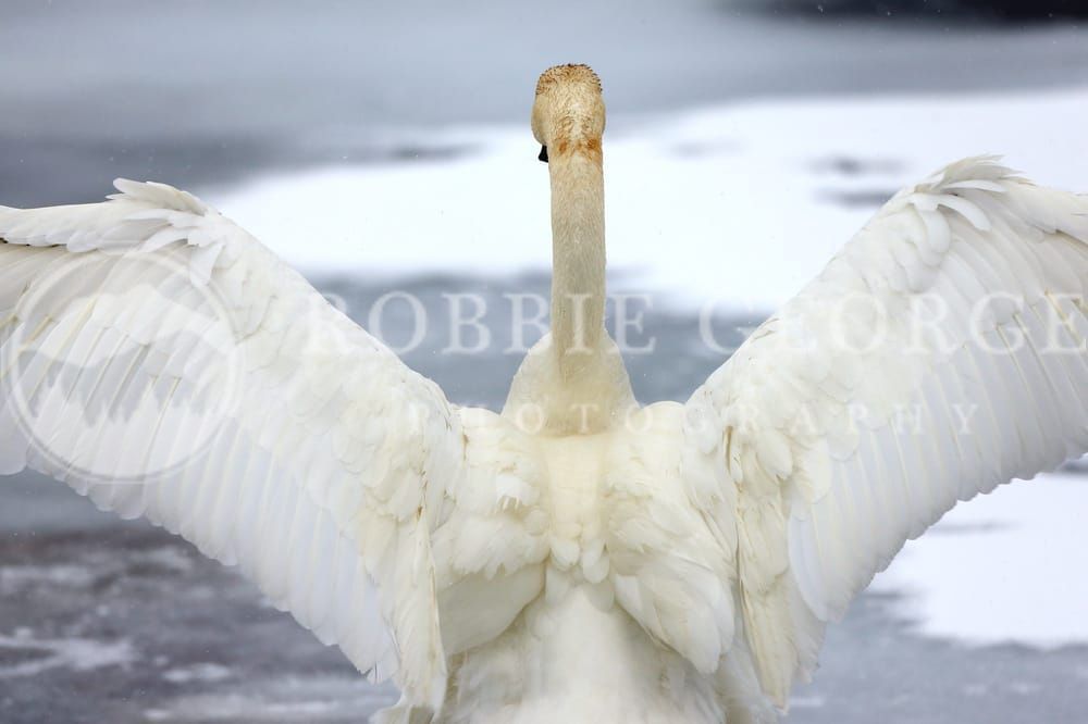 'Eternal Perspective' - Trumpeter Swan Photograph | Robbie George Photography.