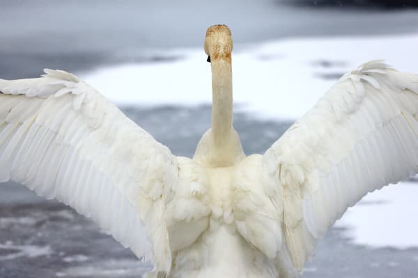 'Eternal Perspective' - Trumpeter Swan Photograph | Robbie George Photography.