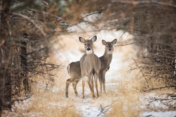 Queen Of The Forest - White-Tailed Deer in Wyoming | Robbie George Photography
