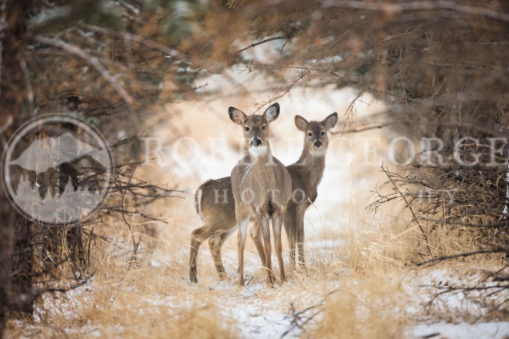 Queen Of The Forest - White-Tailed Deer in Wyoming | Robbie George Photography