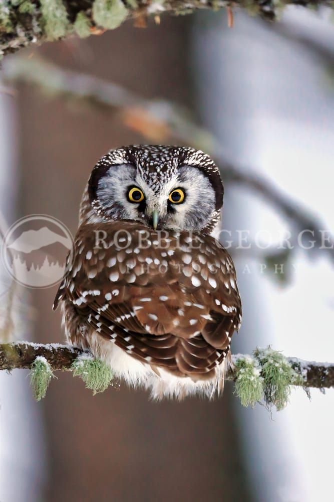 'Silence Of Tranquility' - Boreal Owl in Wilderness | Robbie George Photography.