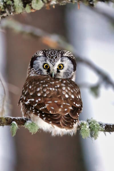 'Silence Of Tranquility' - Boreal Owl in Wilderness | Robbie George Photography.